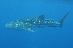 Whale_Shark-159